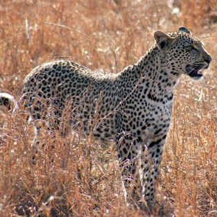 Leopard on the Serengeti