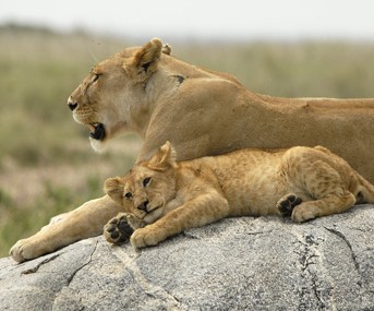 Lions on the Serengeti