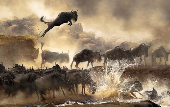 Wildebeest jumps into river