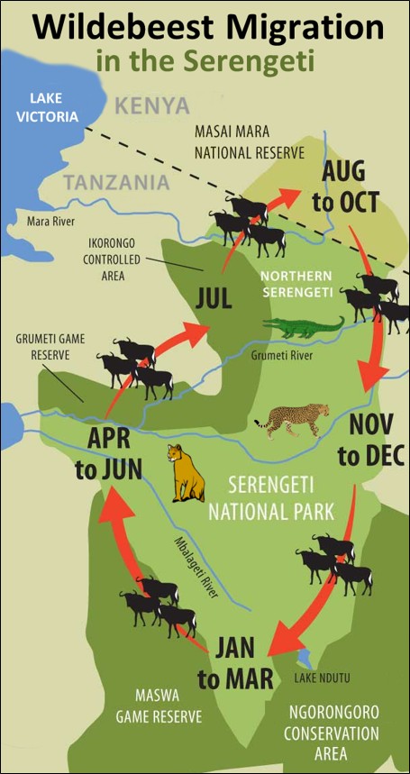 Wildebeest Migration in Serengeti