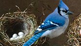 The Bluejay Speaks: How to Rise above the Chatter, Grow Followers, and Deliver Rich, Powerful Content on the Web